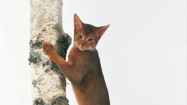 Cats And Turkey Bones photo